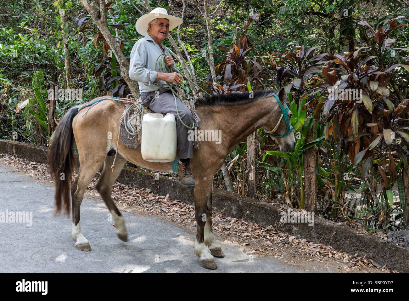 Raccolta del latte, Parque ecologico Bosque de cinque, El Salvador Foto Stock