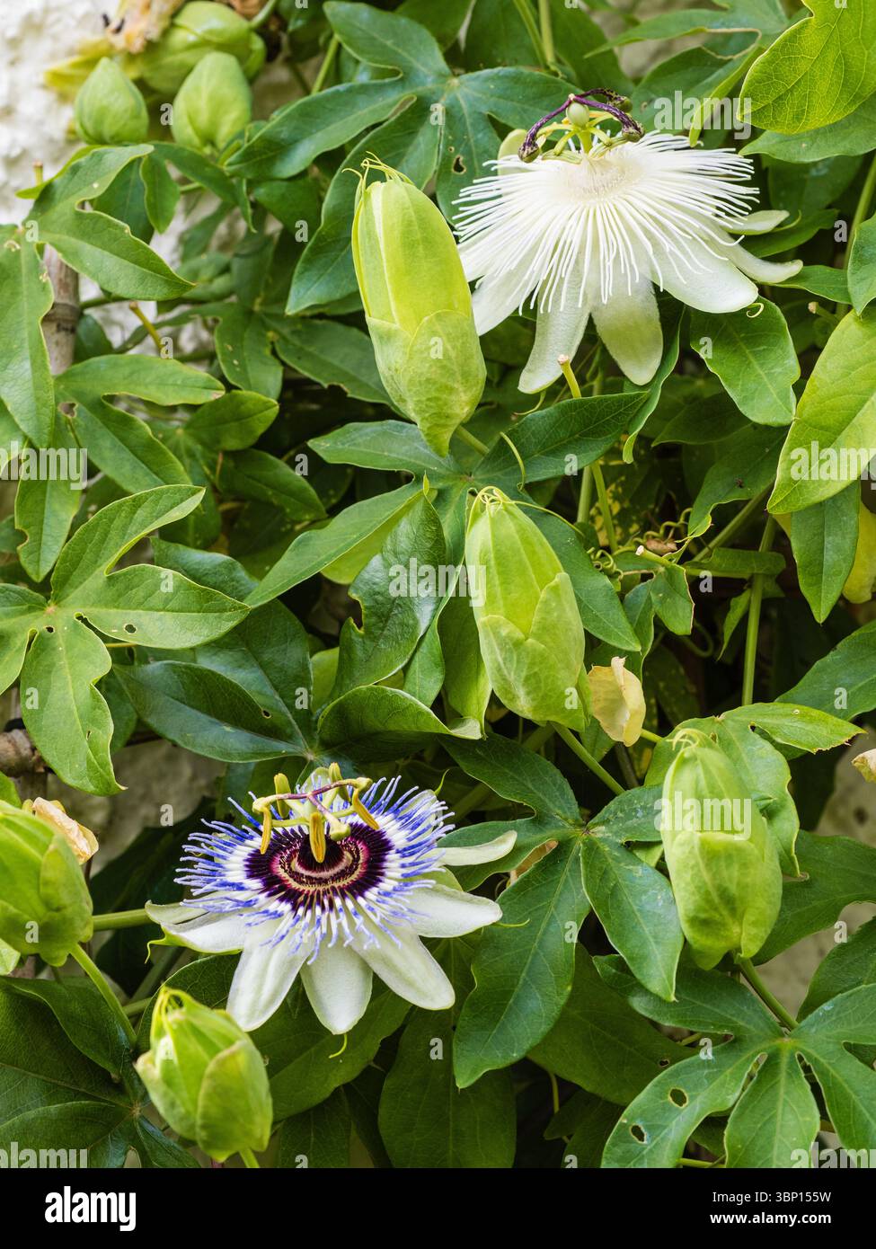 Combinazione di arrampicata Passiflora bianca "Snow Queen" e P. blu "Clear Sky" su una parete di casa di Plymouth, Regno Unito Foto Stock