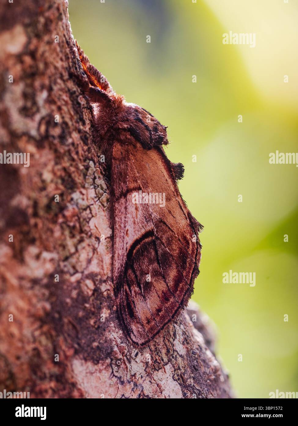 Adulti, volo estivo, falena di ciottoli, ziczac di Notodonta, su una diramazione in un giardino di Plymouth, Regno Unito Foto Stock