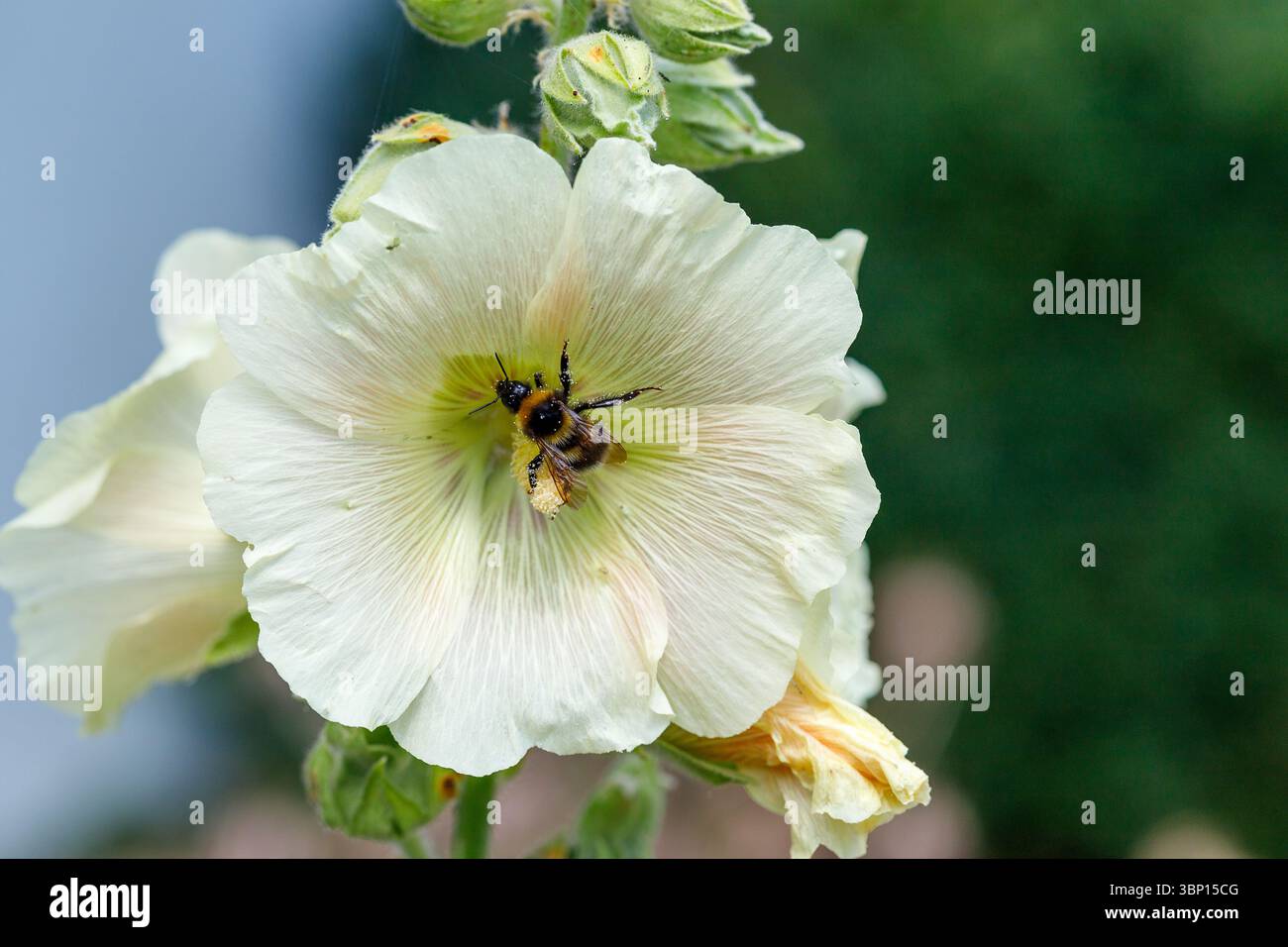 Primo piano di un'ape su un fiore bianco, con gemme chiuse e sfondo sfocato. L'ape è posizionata centralmente nella fioritura. Foto Stock