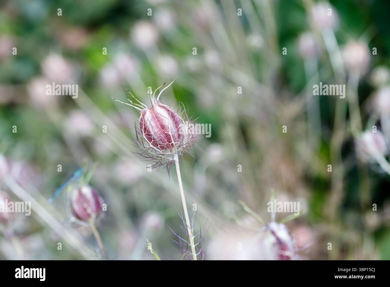 Primo piano di baccelli di semi di Nigella con sfumature rosa su steli sottili su sfondo verde e marrone sfocati. Luce soffusa e diffusa. Foto Stock
