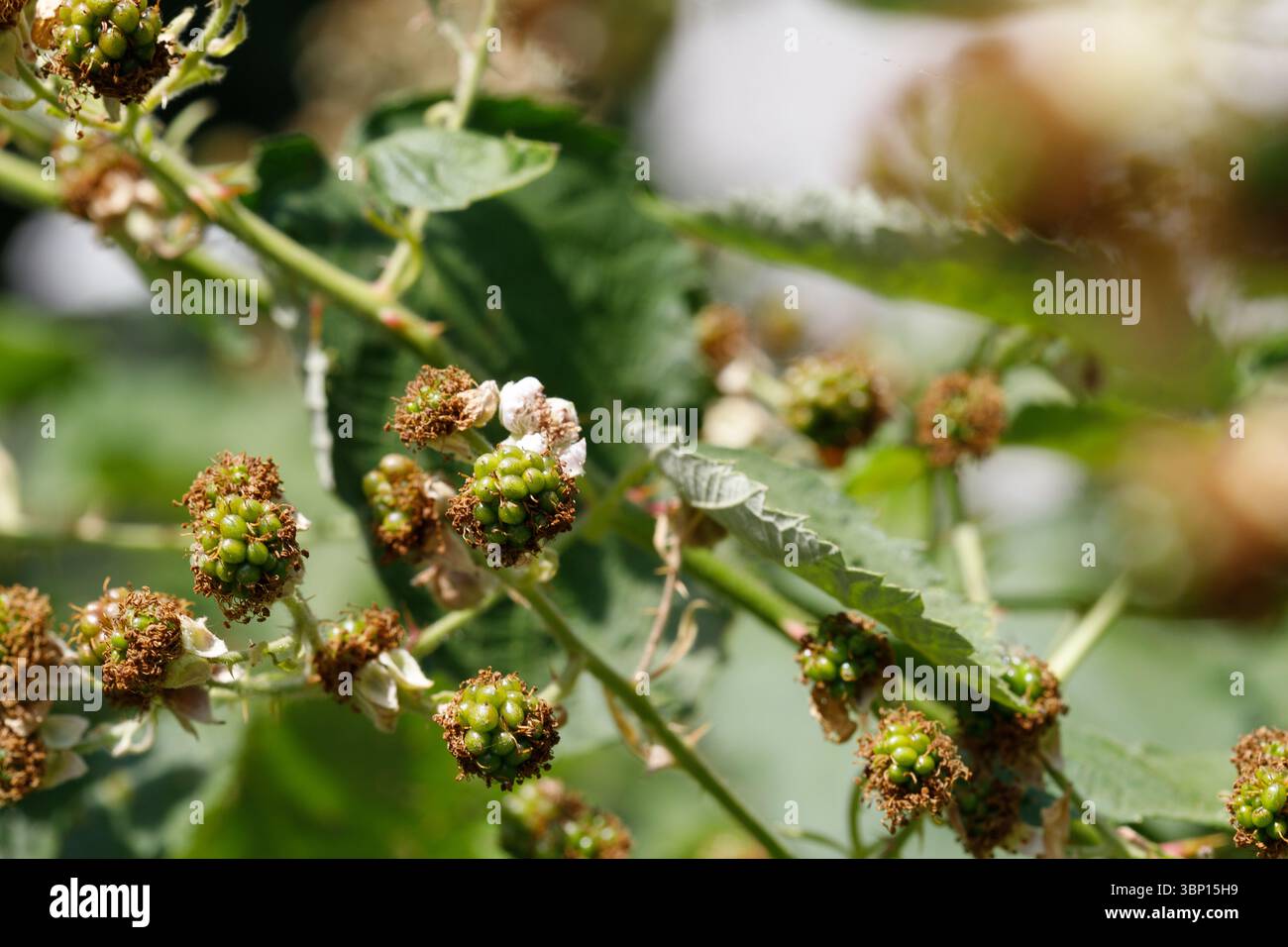 Primo piano di more accresciute su un vitigno spinoso con foglie verdi e resti di fiori secchi e marroni, su sfondo sfocato. Foto Stock