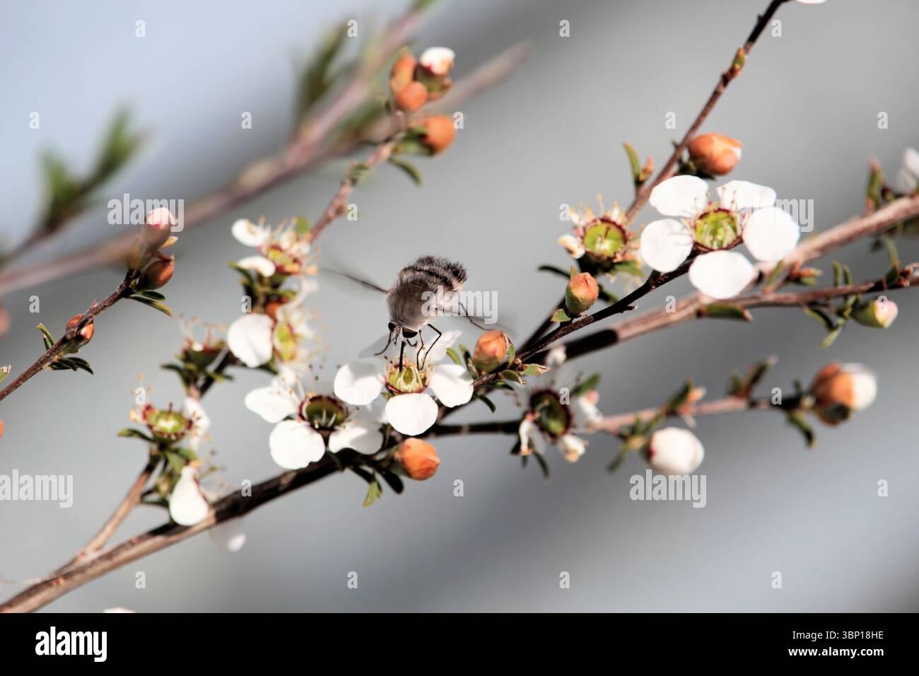 True Bee Fly (Sericans Meomyia), che si nutre di nettare Heath Teatree, Australia meridionale Foto Stock