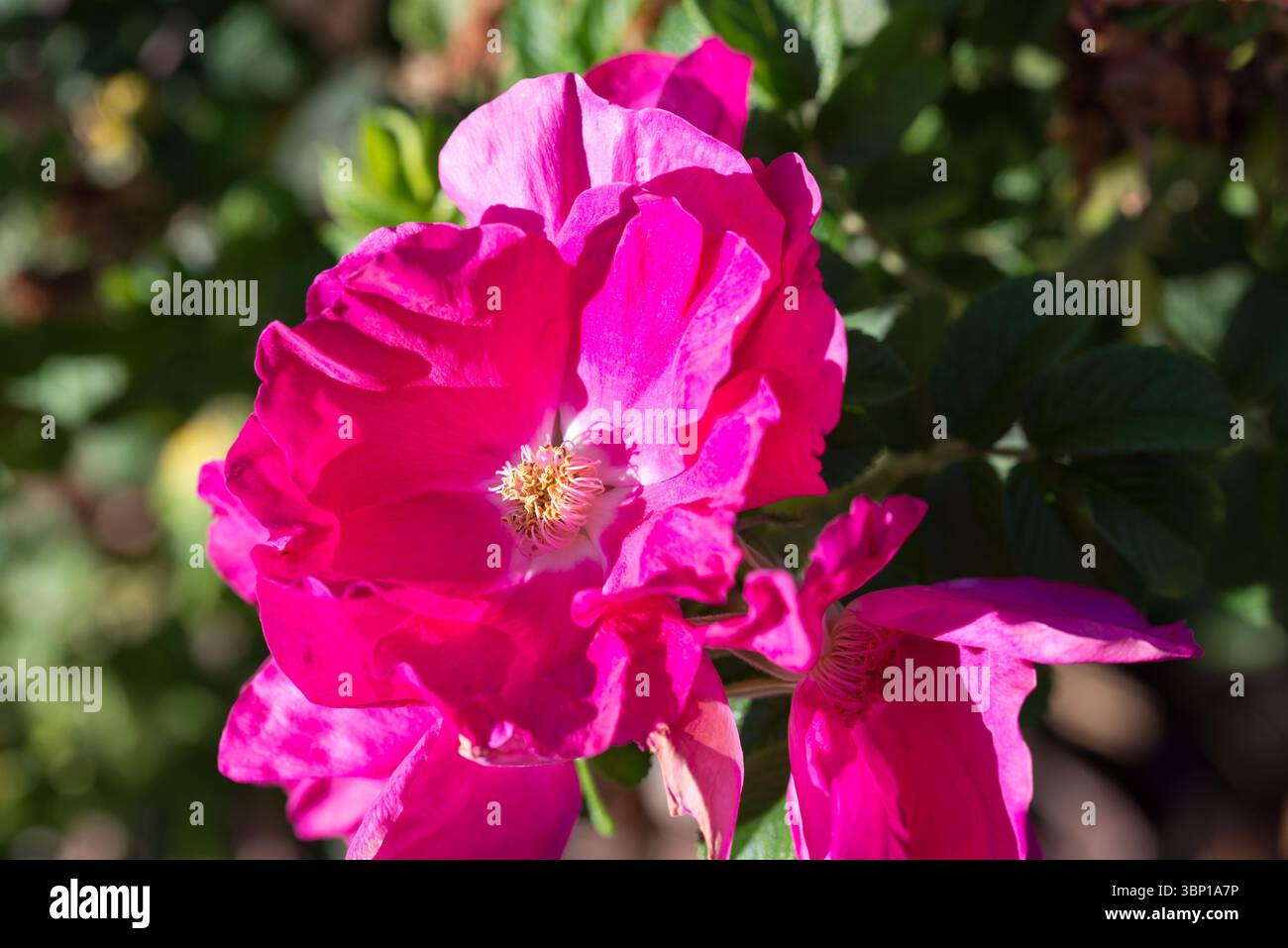 Rosa giapponese, Rosa rugosa fiori estivi primo piano attenzione selettiva Foto Stock