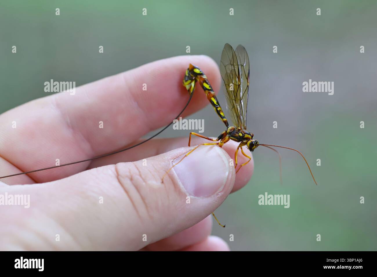 Megarhyssa perlata, unico Parasitoide di Horntail Wasps larve in legno, tronchi di alberi. Una grande vespa tenuta in mano. Foto Stock