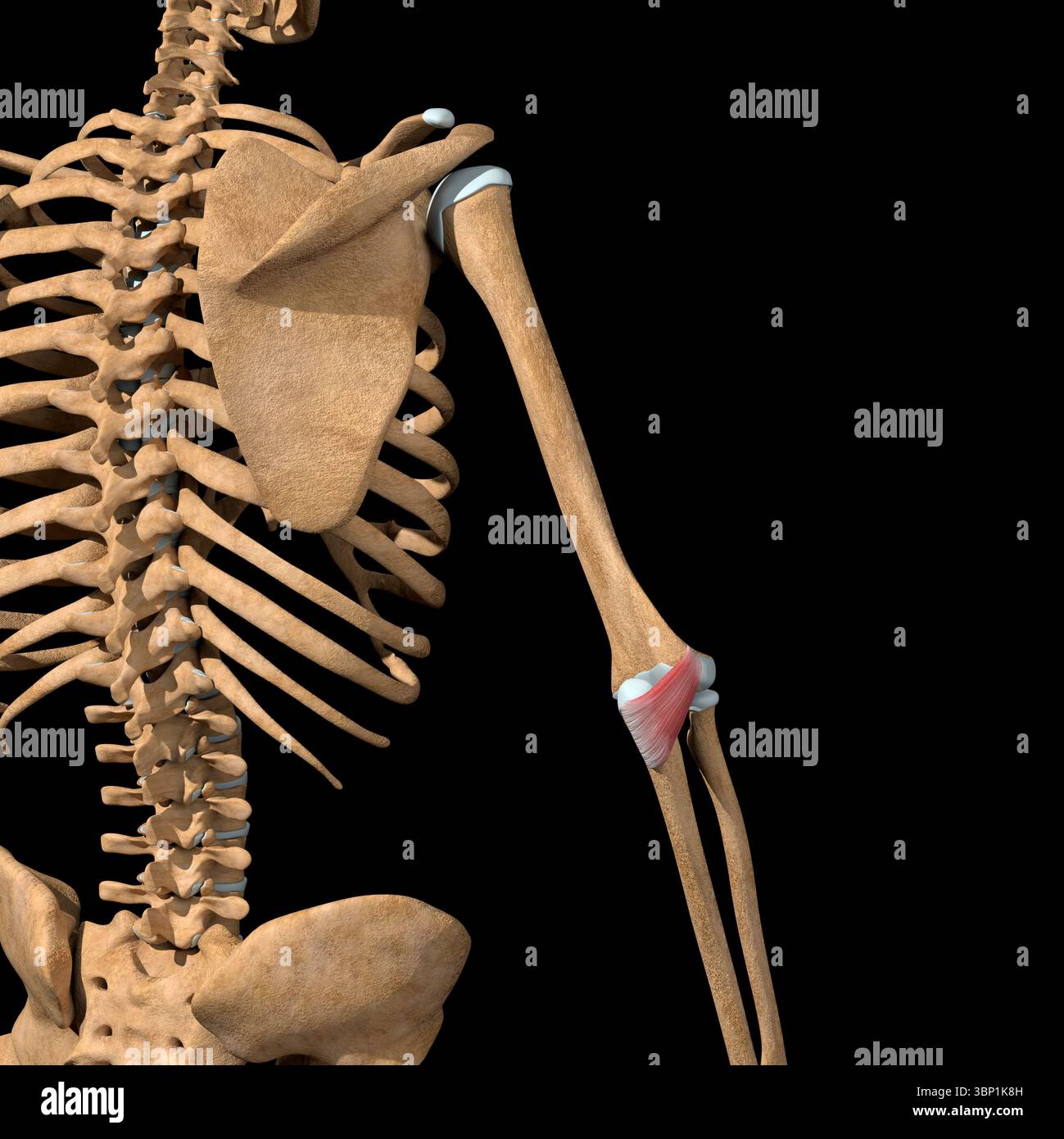 Questa illustrazione 3d mostra i muscoli anconici sullo scheletro Foto Stock