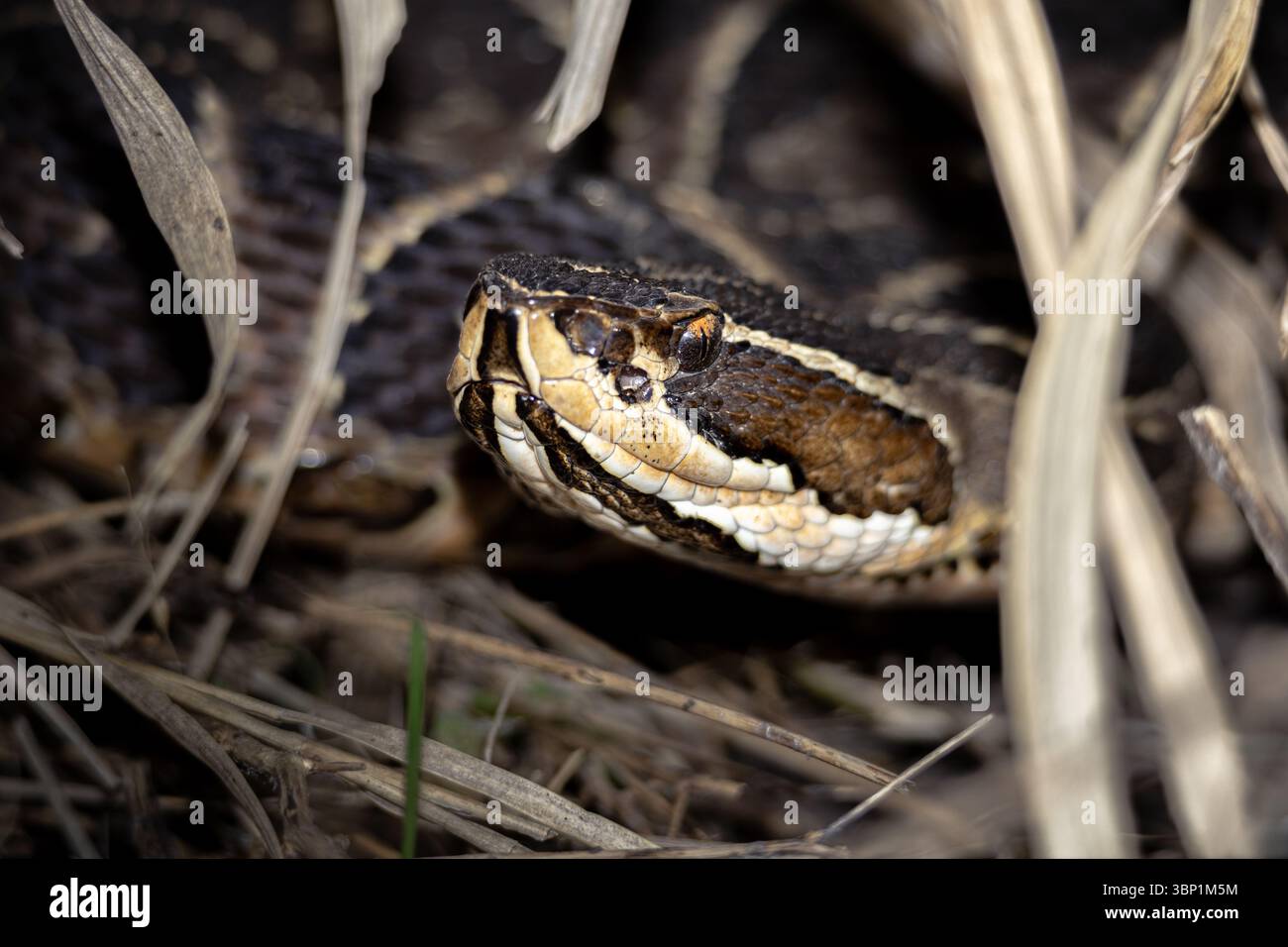 (Bothrops alternatus) Snake Urutu attraversò Pit-Viper Closeup tra erba secca in Natural Habitat a Buenos Aires, Argentina. Foto Stock