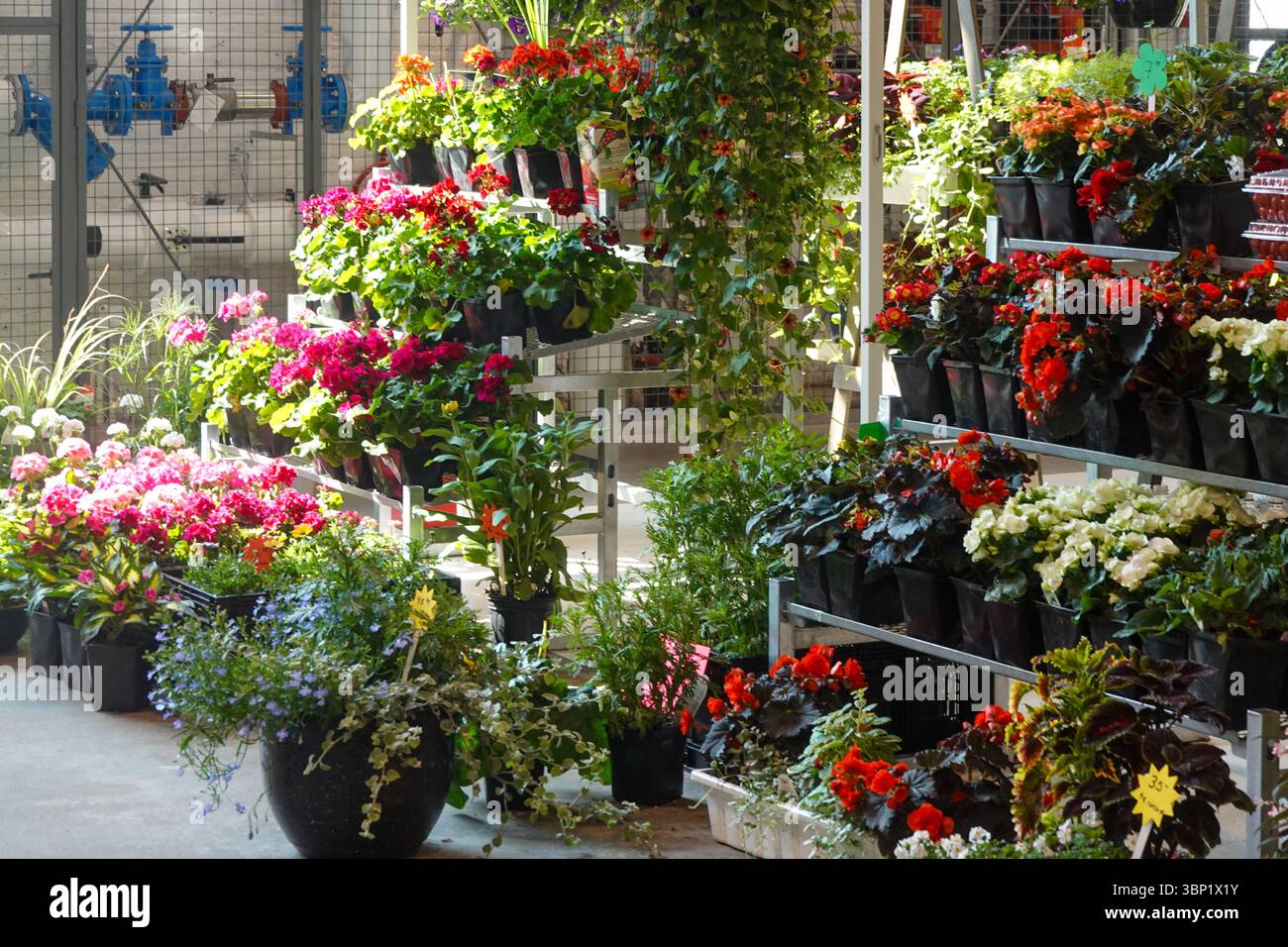 Colorato mercato dei fiori con varie piante in vaso su tavoli di legno Foto Stock