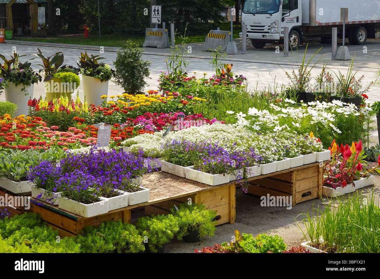 Colorato mercato dei fiori con varie piante in vaso su tavoli di legno Foto Stock