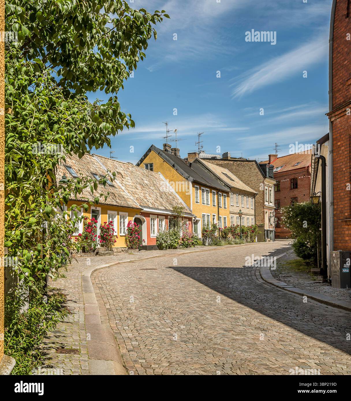 Affascinante vicolo acciottolato a Lund, Svezia, fiancheggiato da rose in fiore e facciate storiche, una tranquilla scena estiva di strada, 30 giugno 2025 Foto Stock