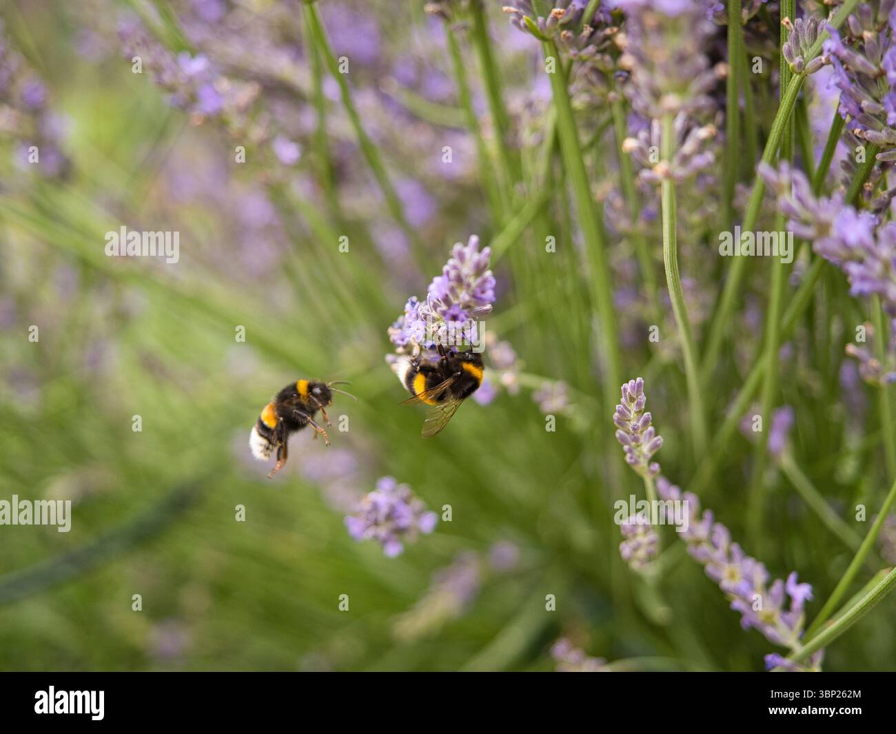 Due bombolette che interagiscono con i fiori di lavanda uno in volo uno nutrendo macro vivaci e dettagliate Foto Stock
