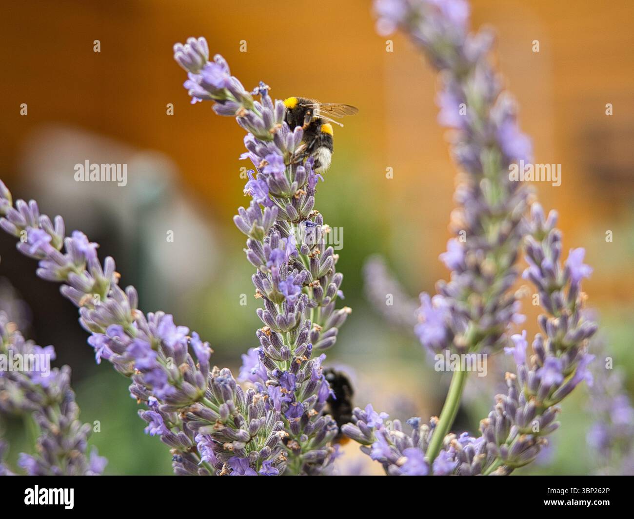 Bumblebee arroccato su lavanda in fiore con luce solare calda colori vivaci e sfondo sfocato Foto Stock