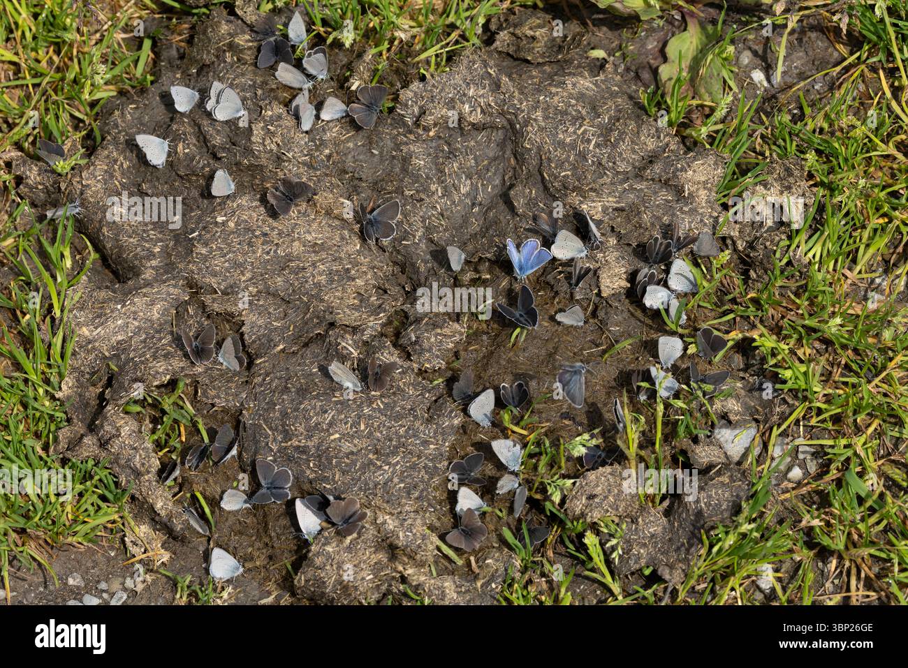 Su una mucca sono presenti molti piccoli cupido minimus, che succhiano umidità salata Foto Stock