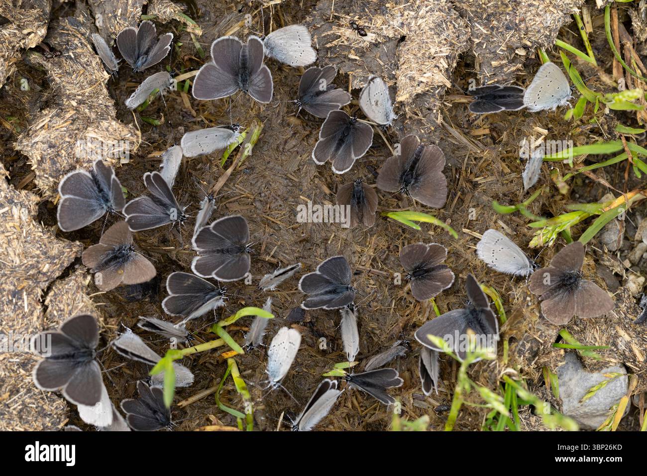 Su una mucca sono presenti molti piccoli cupido minimus, che succhiano umidità salata Foto Stock