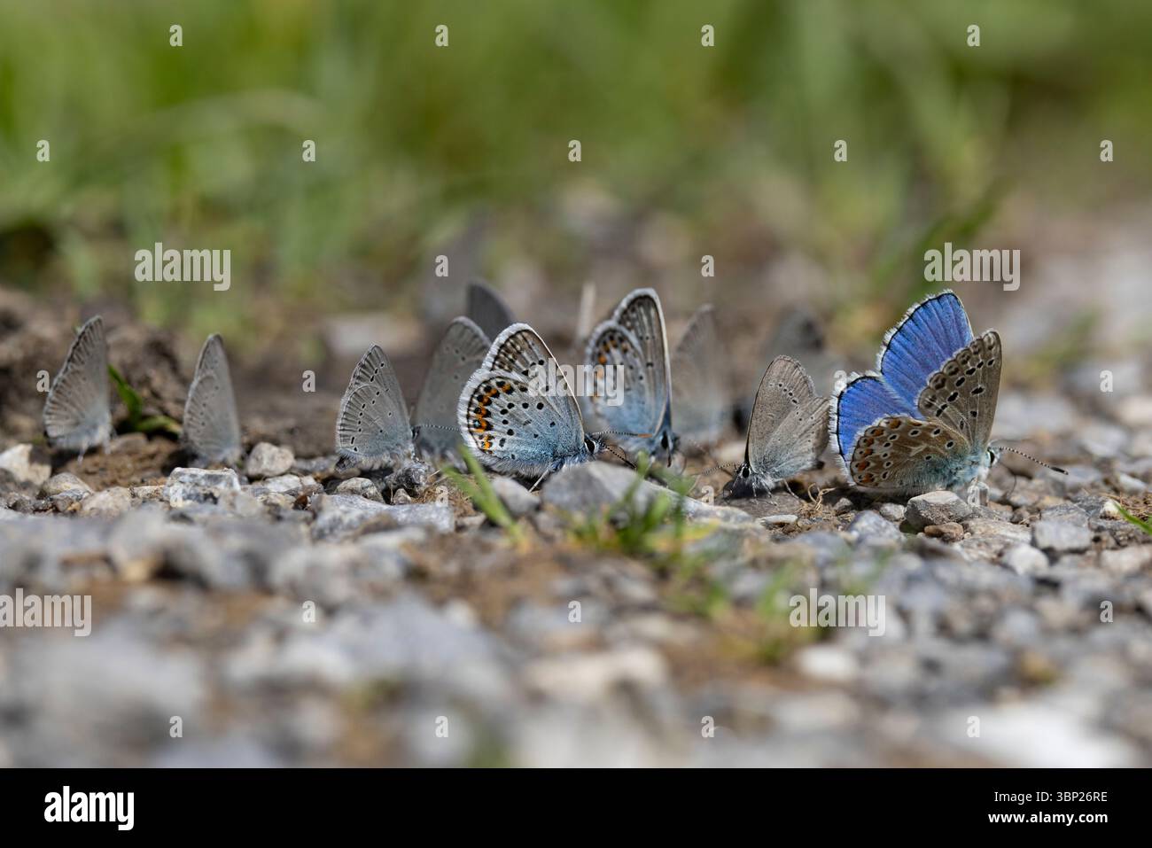 Diverse farfalle blu come blu con borchie d'argento (plebejus argus), blu adonis (lysandra bellargus) e blu piccolo (cupido minimus) sono sul terreno A. Foto Stock