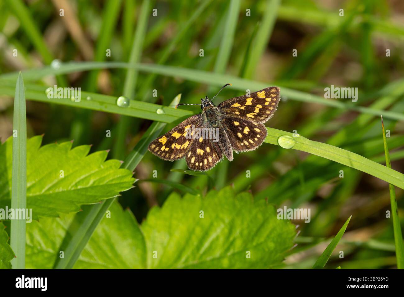 Skipper a scacchi o skipper artico (carterocephalus palaemon) sull'erba che si trova in Austria nella valle del fiume Lech Foto Stock