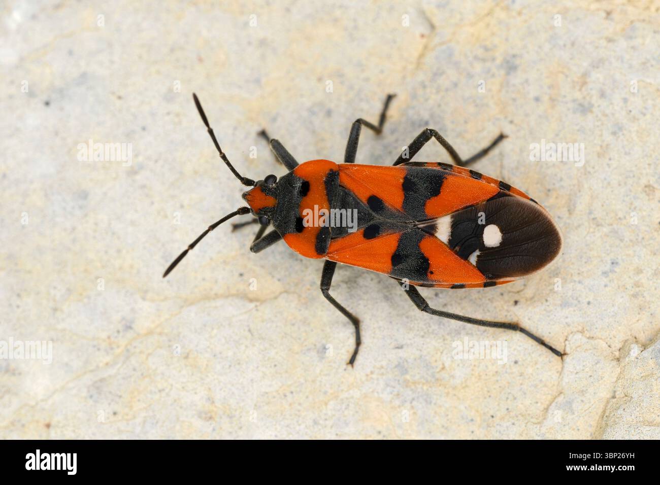 Spilostethus saxatilis arroccato su roccia trovata in Austria nella valle del fiume Lech Foto Stock
