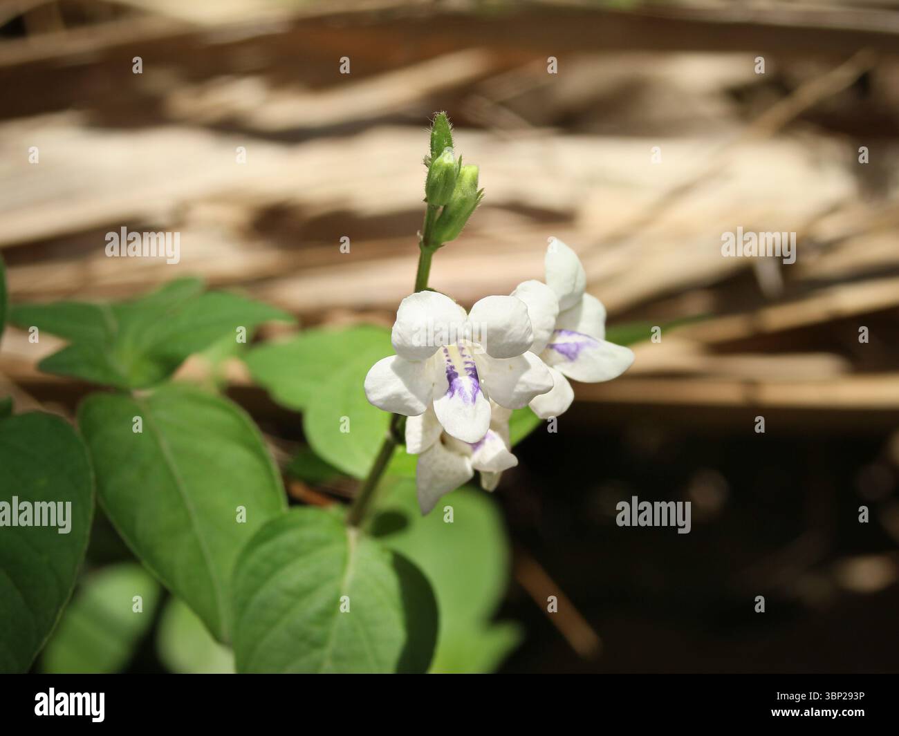 Fiore Zen tropicale Asystasia gangetica con petali bianchi e viola soffici sotto la luce naturale del sole foglie e gemme tropicali nella calda e umida Asia sud-orientale Foto Stock
