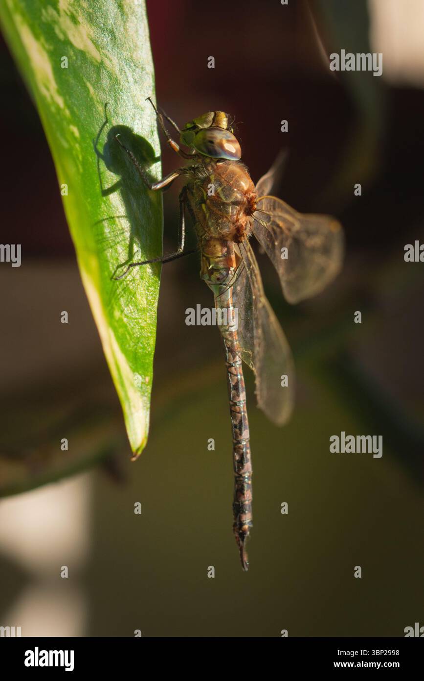 Primo piano macro di un darner dagli occhi blu, Rhionaeschna absoluta. Nessuna IA. Foto Stock
