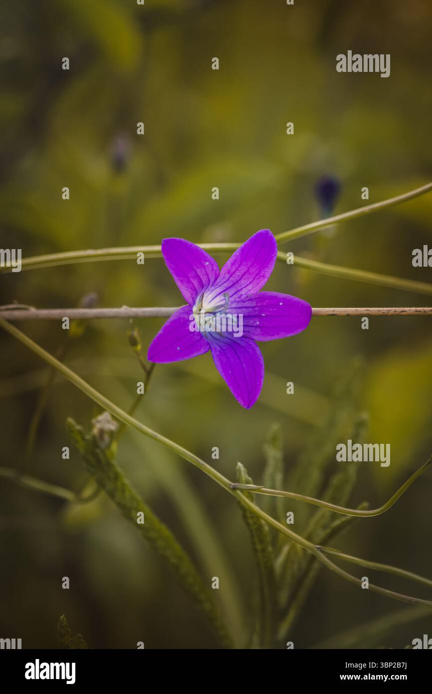 Fiori selvatici in una giornata di sole a giugno. Primo piano su sfondo sfocato. Foto Stock
