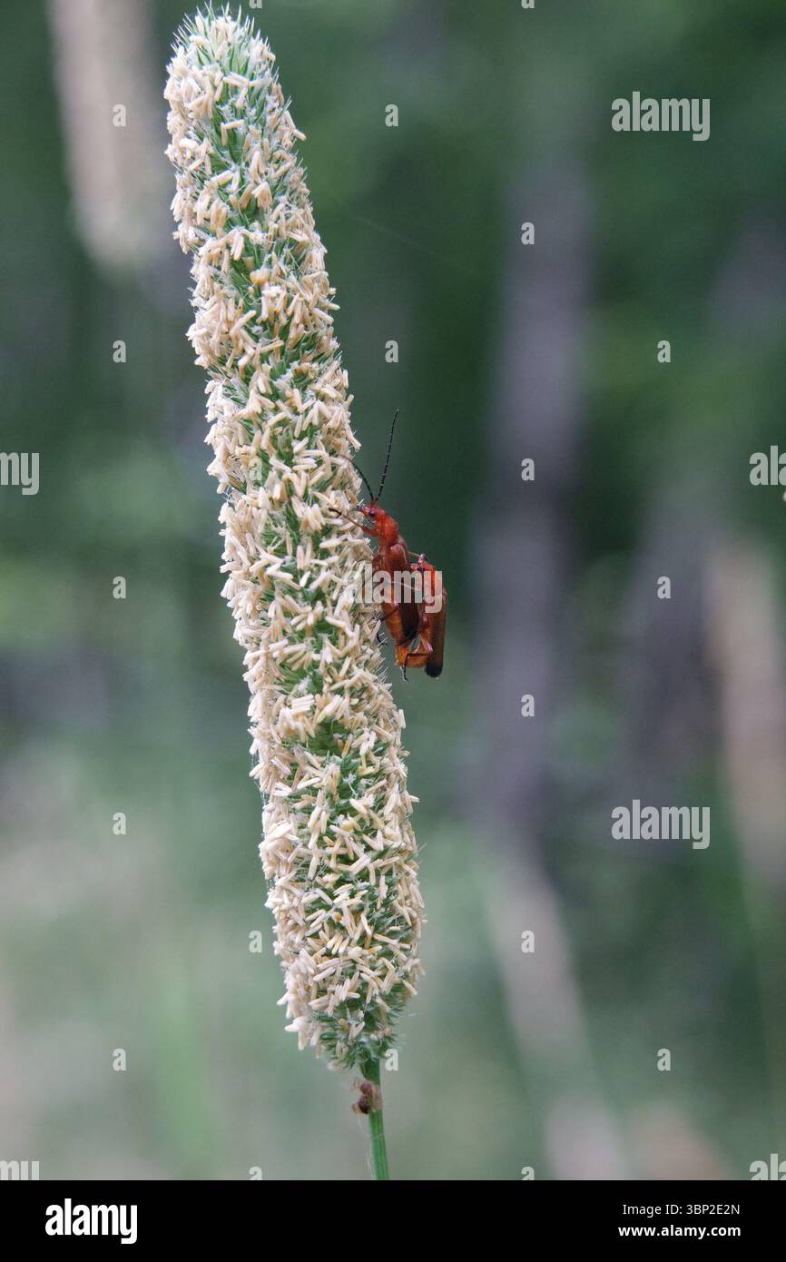 Due coleotteri Red Soldiers che si accoppiano sull'orecchio dell'erba di Timothy Foto Stock