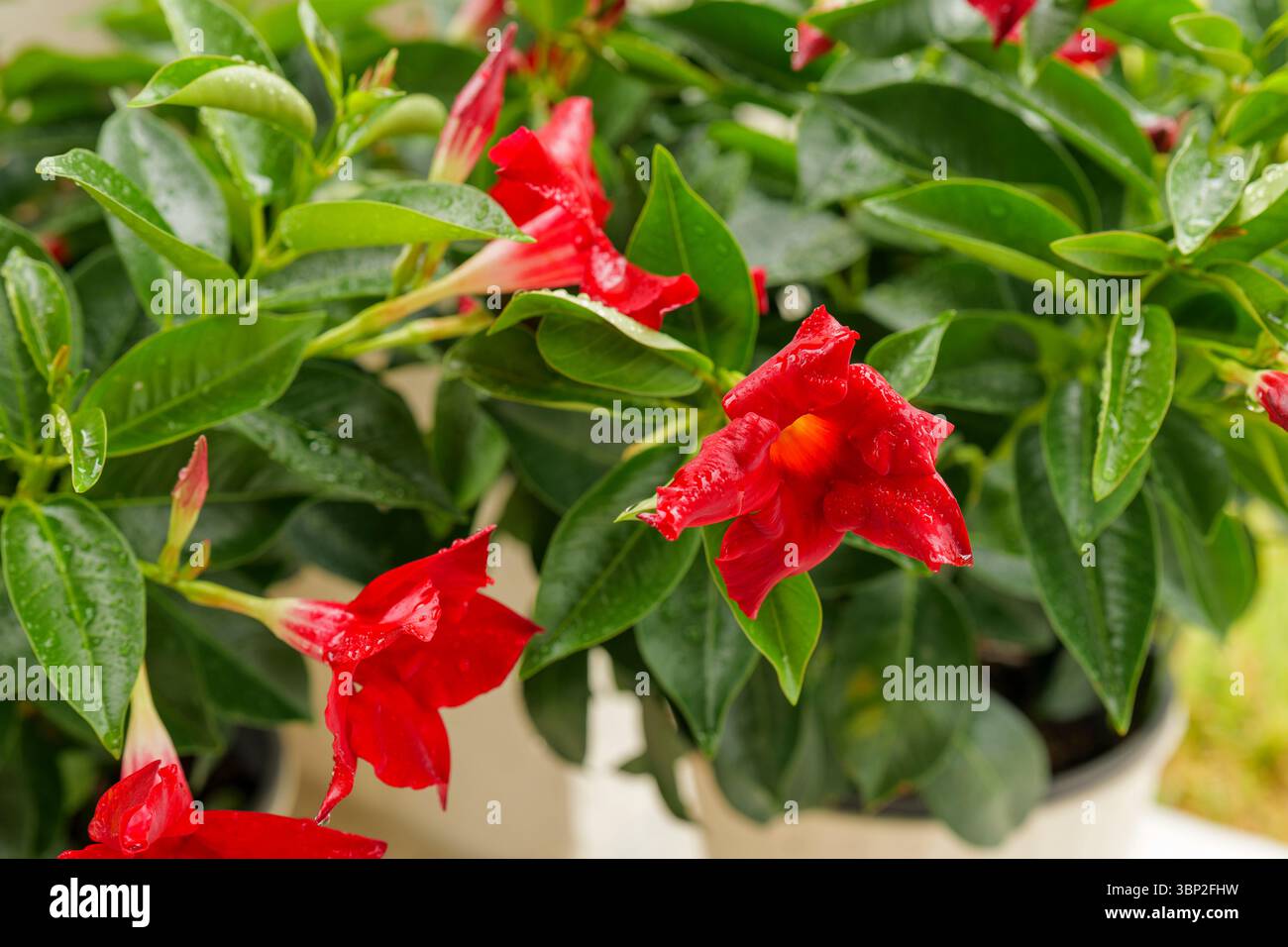 Primo piano di fiori rossi di Mandevilla in vaso con foglie verdi brillanti in luce naturale Foto Stock