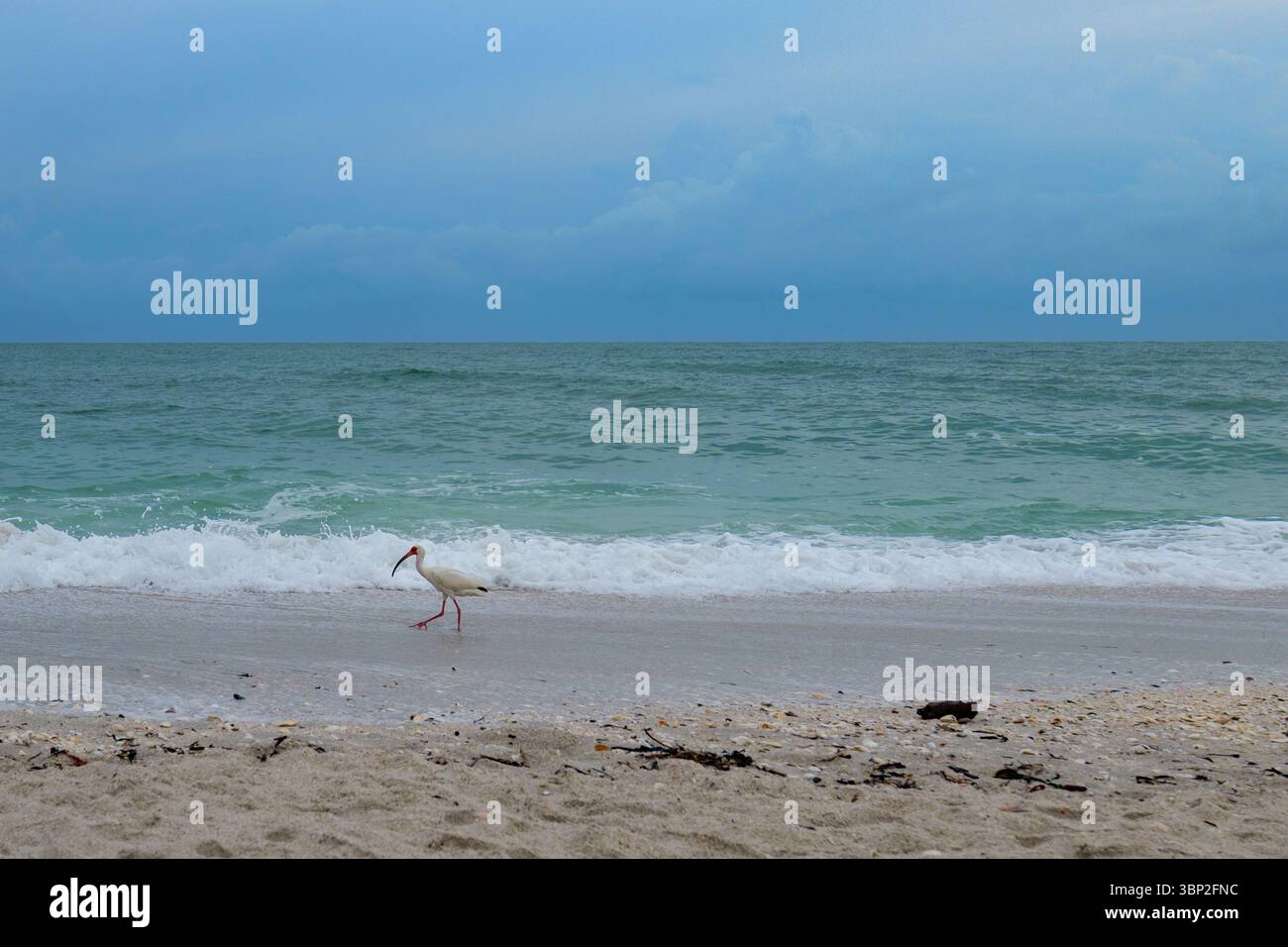 Uccello bianco dell'ibis in riva alla spiaggia del Golfo con onde calme e orizzonte nuvoloso Foto Stock