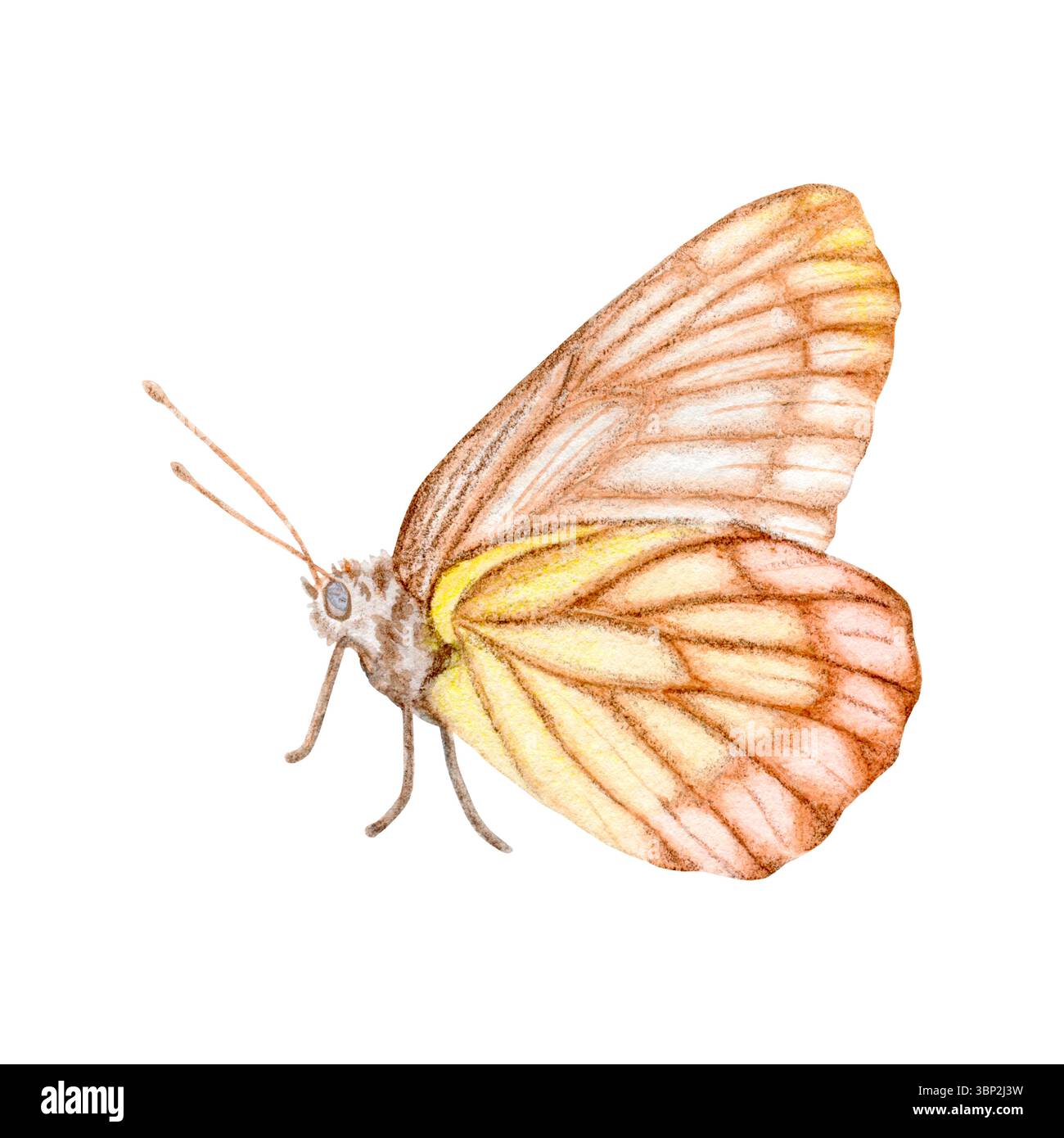 Bellissima farfalla marrone rosa e gialla disegnata a mano, illustrazione ad acquerello, isolata su sfondo bianco. Foto Stock