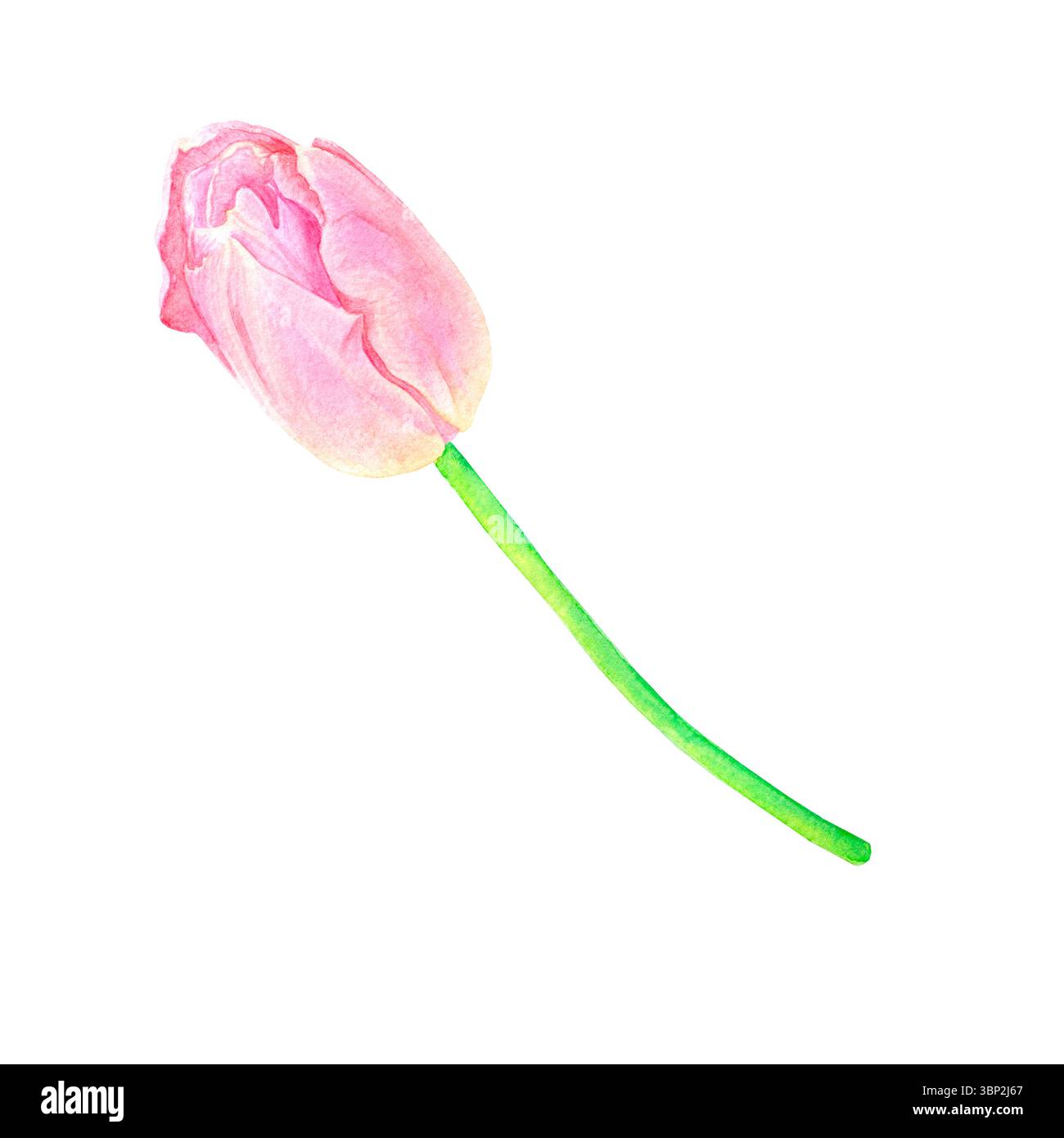 Bellissimo tulipano rosa, disegnato a mano in acquerello, delicato illustrazione realistica, isolato su sfondo bianco. Adatto per la progettazione di schede, poste Foto Stock