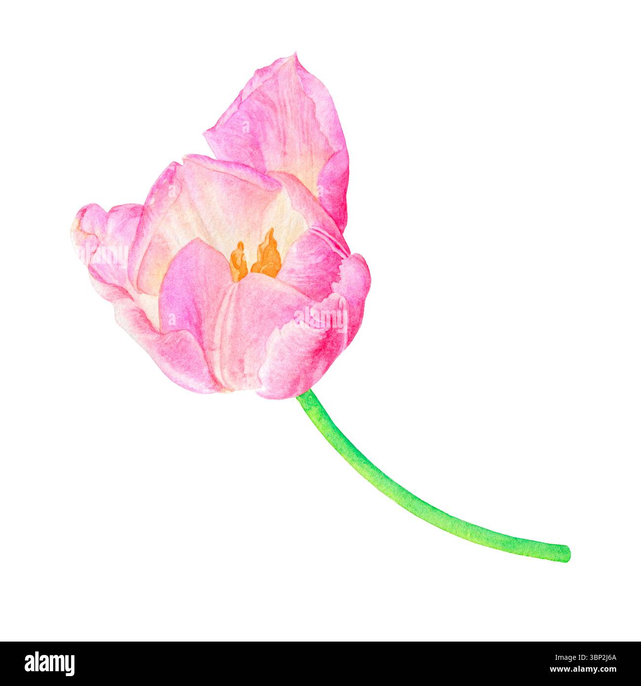 Tulipano aperto rosa disegnato a mano in acquerello, illustrazione delicata e realistica, isolato su sfondo bianco. Foto Stock