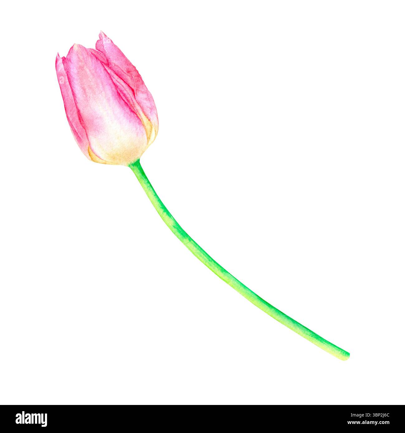 Bellissimo tulipano rosa, disegnato a mano in acquerello, delicato illustrazione realistica, isolato su sfondo bianco. Adatto per la progettazione di schede, poste Foto Stock