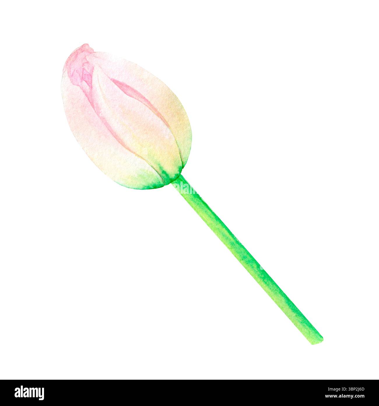 Splendido tubulo rosa e verde, disegnato a mano in acquerello, delicato e realistico disegno isolato su sfondo bianco. Foto Stock