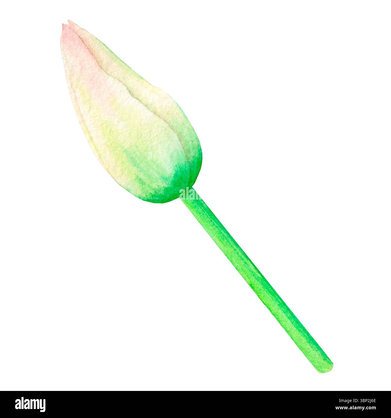 Splendido tubulo rosa e verde, disegnato a mano in acquerello, delicato e realistico disegno isolato su sfondo bianco. Foto Stock