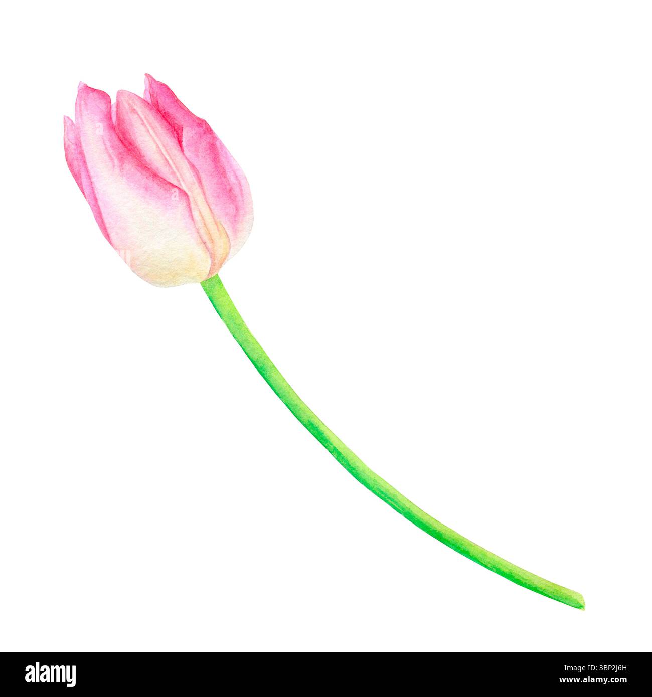 Bellissimo tulipano rosa, disegnato a mano in acquerello, delicato illustrazione realistica, isolato su sfondo bianco. Adatto per la progettazione di schede, poste Foto Stock