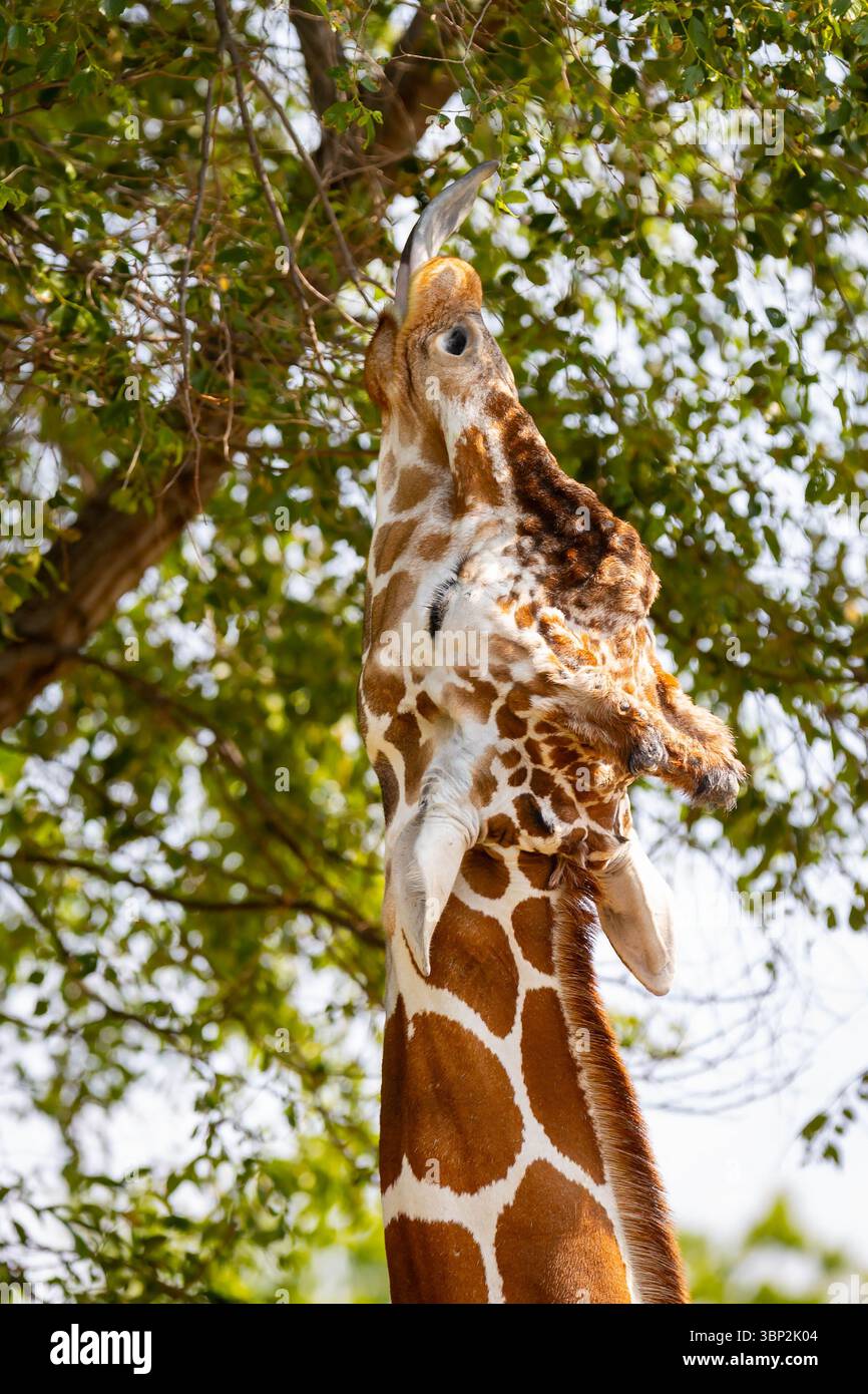 Giraffa adulta che usa la sua lingua lunga e insidiosa per afferrare e consumare foglie da un albero Foto Stock