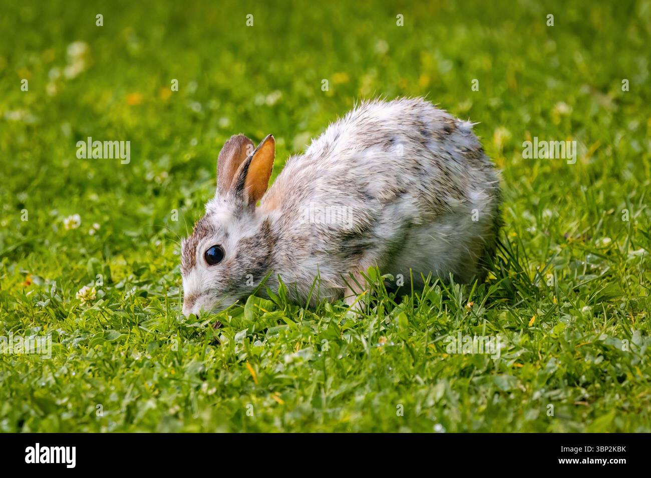 Primo piano dettagliato di un coniglio bianco selvaggio seduto sull'erba, che mette in risalto la sua bellezza naturale e l'habitat all'aperto. Foto Stock