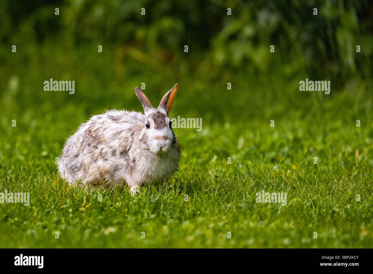 Primo piano dettagliato di un coniglio bianco selvaggio seduto sull'erba, che mette in risalto la sua bellezza naturale e l'habitat all'aperto. Foto Stock