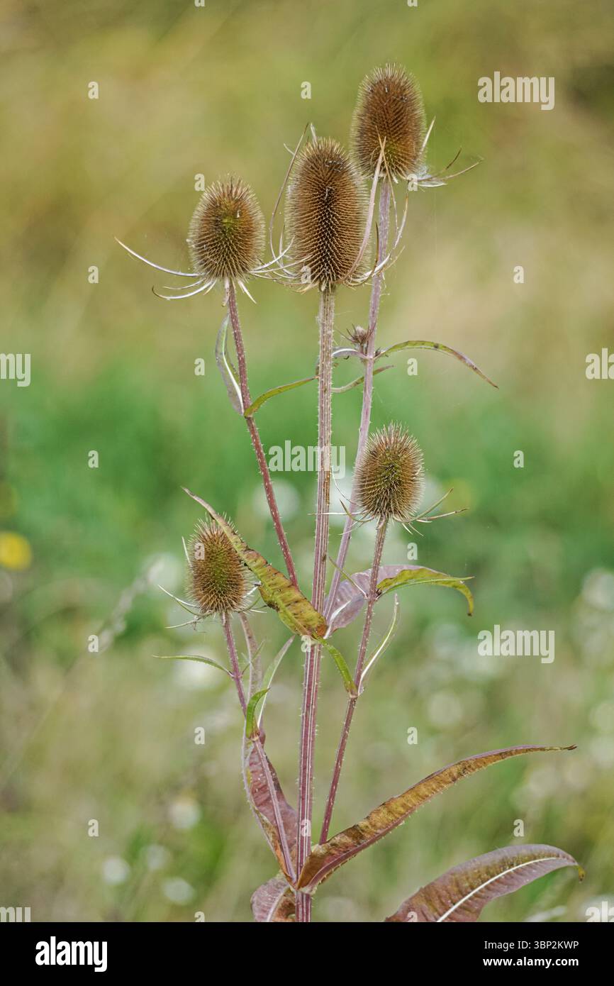 Teste di semi di comune teasel, Dipsacus fullonum Foto Stock