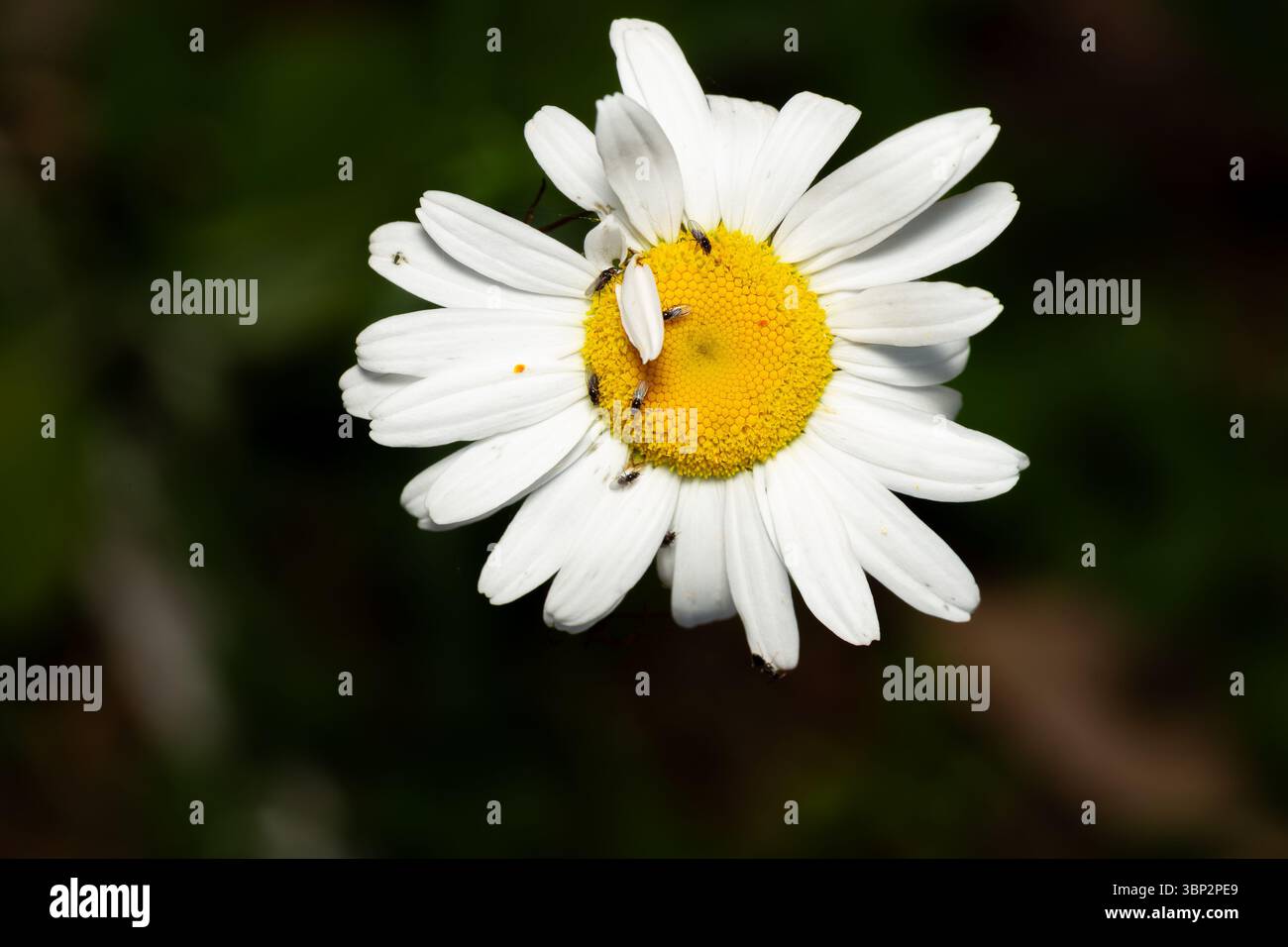 Daisy in fiore con insetti Foto Stock