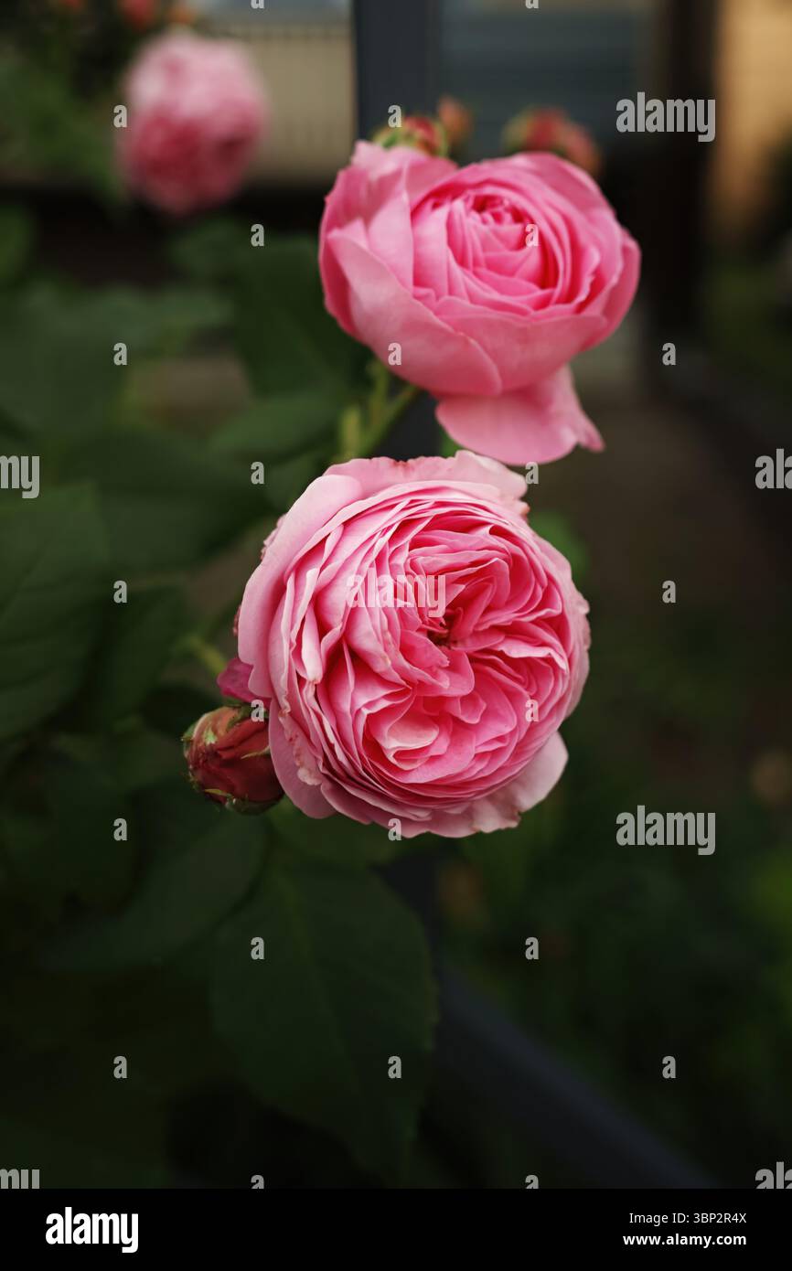 Due fiori rosa sono in un giardino. I fiori sono in piena fioritura e circondati da foglie verdi. Composizione verticale ideale per lo sfondo del telefono o. Foto Stock Due fiori rosa sono in un giardino. I fiori sono in piena fioritura e circondati da foglie verdi. Composizione verticale ideale per lo sfondo del telefono o. Foto Stock