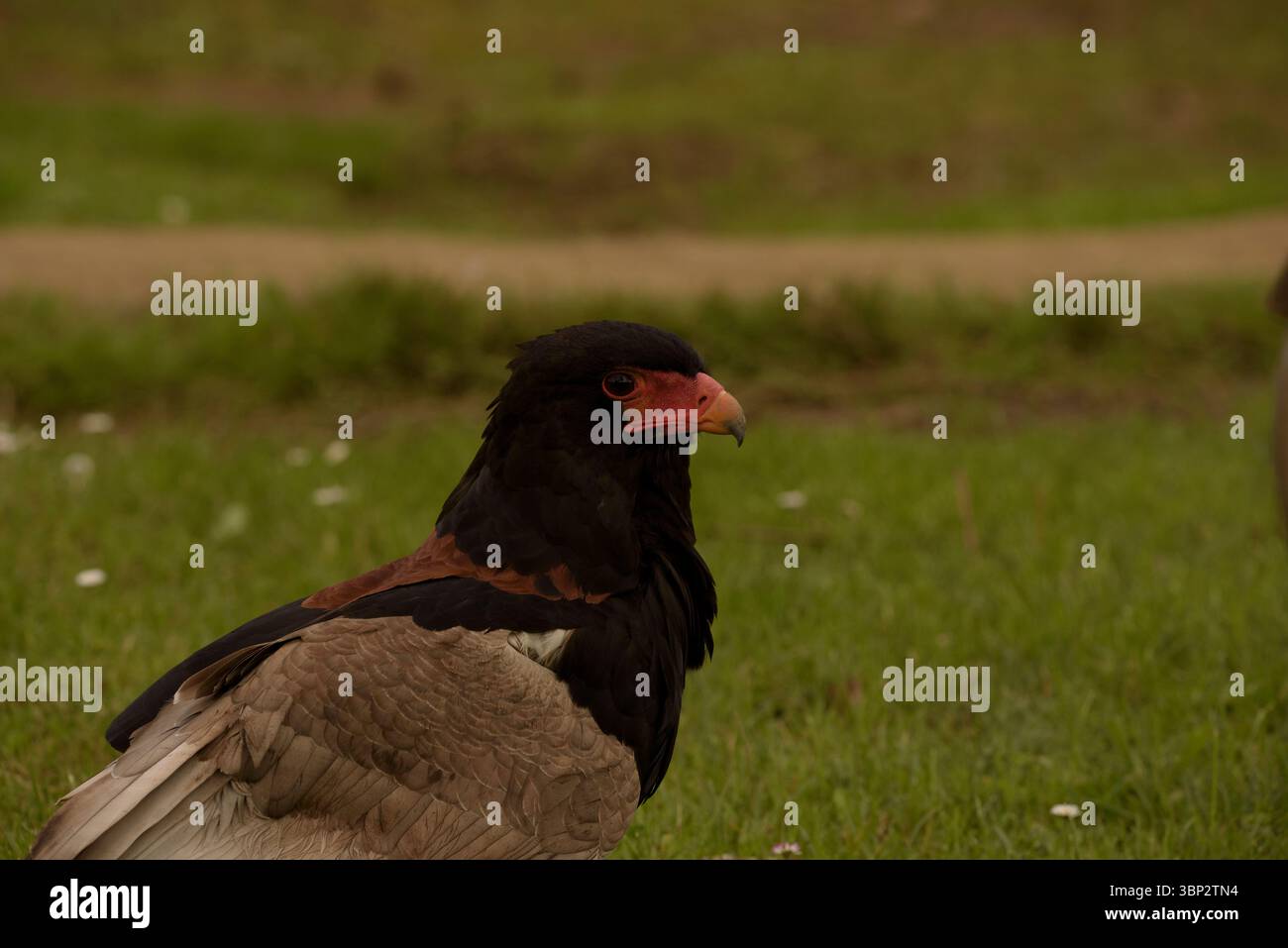 aquila serpente. Uccello rapace arroccato in primo piano nel parco nazionale in spagna Foto Stock