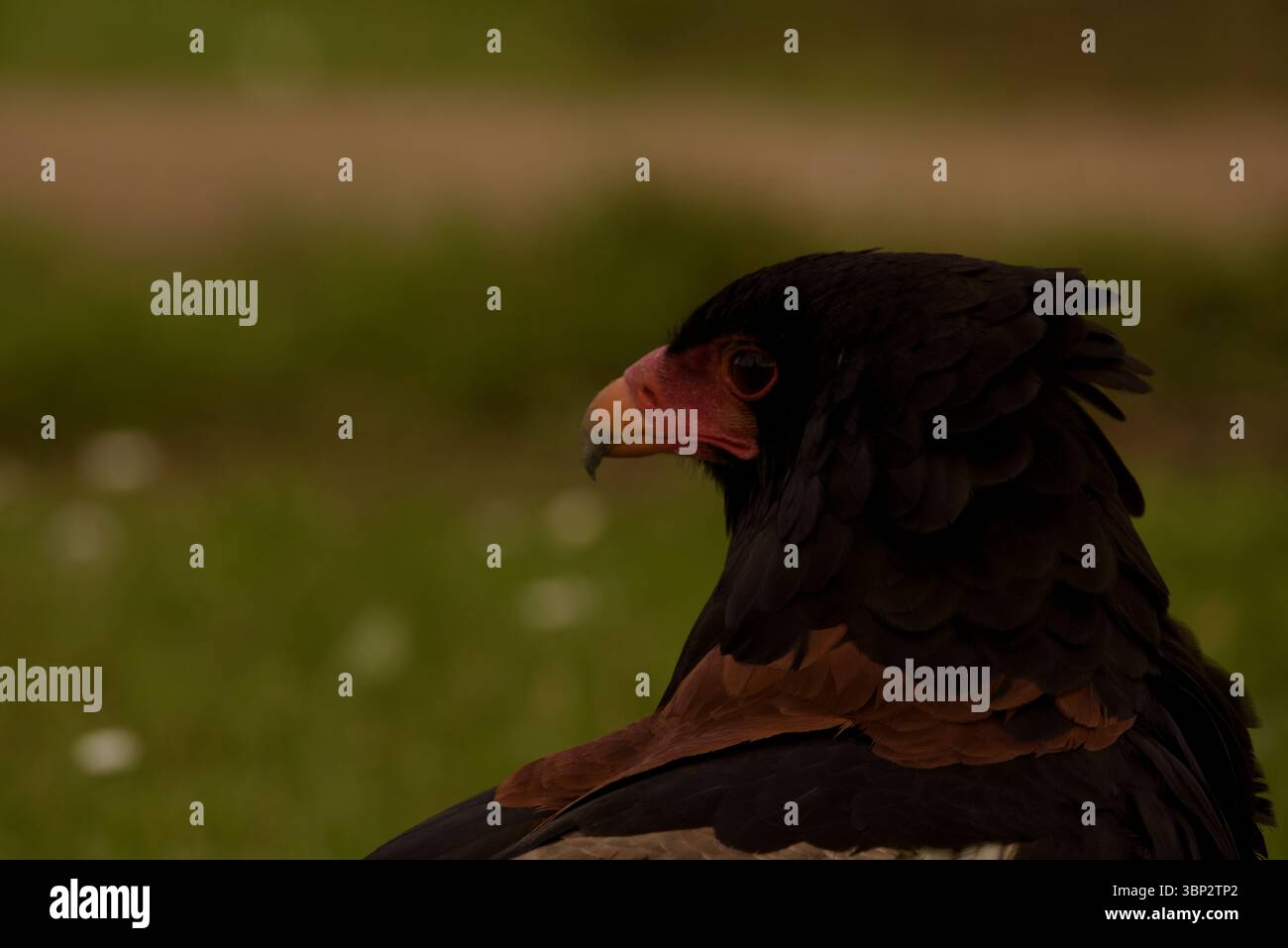 aquila serpente. Uccello rapace arroccato in primo piano nel parco nazionale in spagna Foto Stock