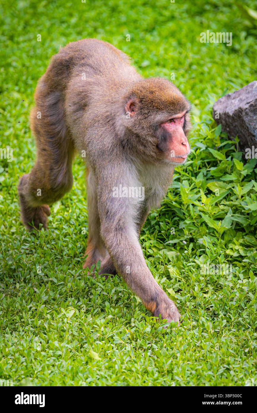 Un'immagine accattivante di una scimmia delle nevi che cammina con grazia attraverso un campo Foto Stock