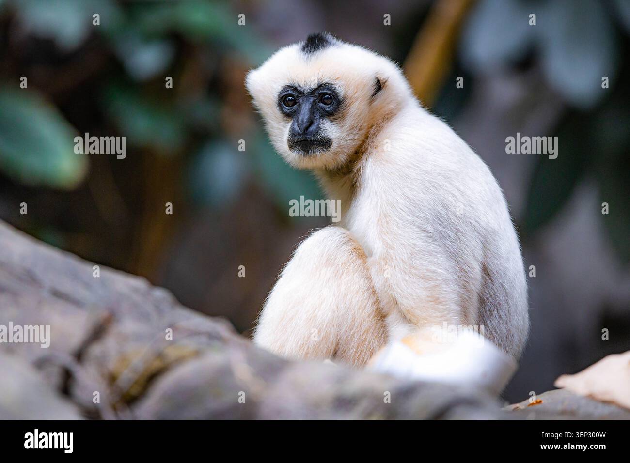 Un adorabile ritratto ravvicinato di un gibbone dalle guance bianche nel suo habitat naturale selvaggio Foto Stock