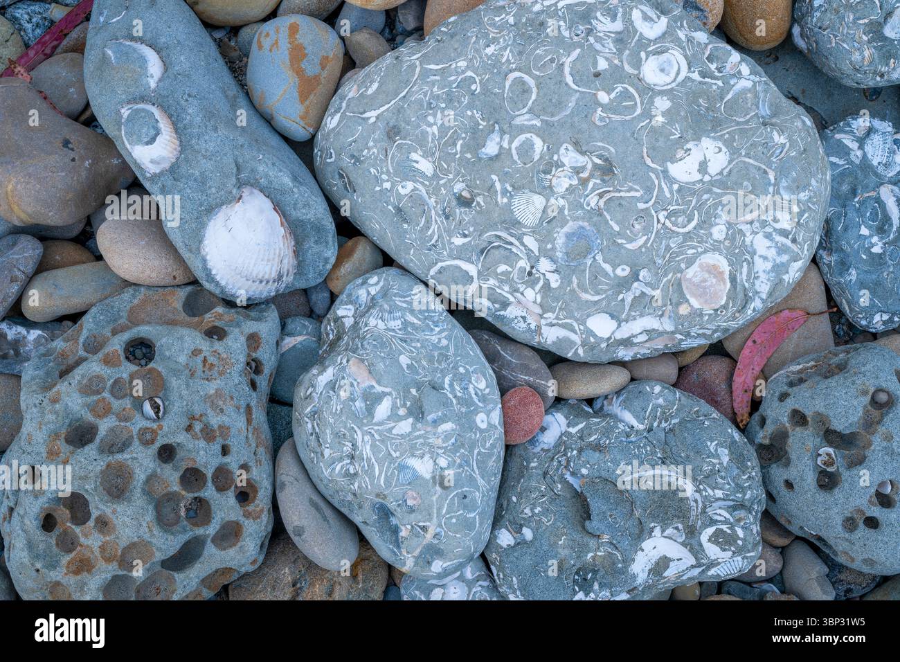 Fossili contenuti all'interno di rocce, coste, New Brighton State Beach, California, Stati Uniti, di Dominique Braud/Dembinsky Photo Assoc Foto Stock