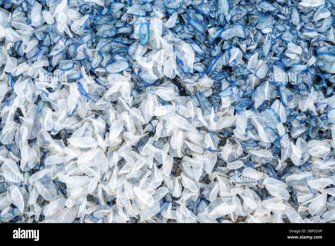 Velella, Hydrozoan, accumulato sulla spiaggia, Point Reyes National Seashore, California, USA, di Dominique Braud/Dembinsky Photo Assoc Foto Stock