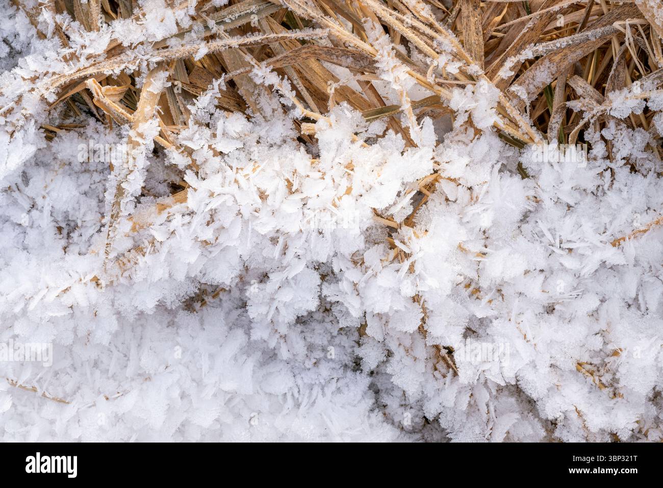 Frost Patterns, Eastern North America, di Dominique Braud/Dembinsky Photo Assoc Foto Stock