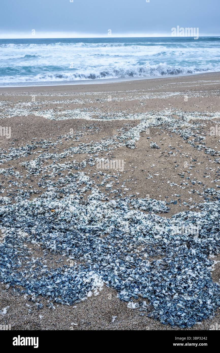 Velella, Hydrozoan, accumulato sulla spiaggia, Point Reyes National Seashore, California, USA, di Dominique Braud/Dembinsky Photo Assoc Foto Stock