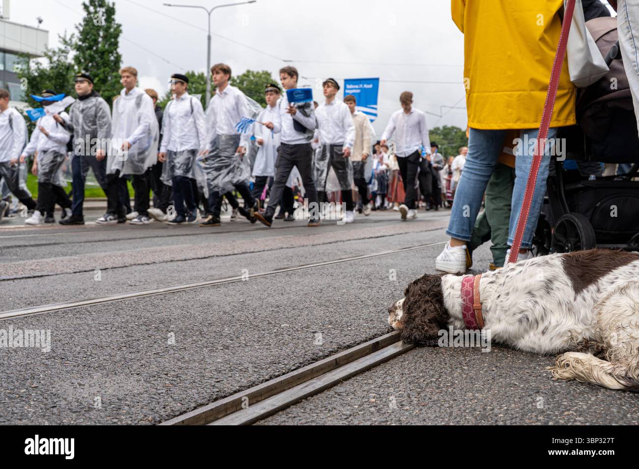 Un cane sdraiato accanto ai binari del tram mentre i partecipanti marciano nella processione del Festival della canzone, Tallinn, Estonia, luglio 2025. In attesa che la folla passi Foto Stock Un cane sdraiato accanto ai binari del tram mentre i partecipanti marciano nella processione del Festival della canzone, Tallinn, Estonia, luglio 2025. In attesa che la folla passi Foto Stock
