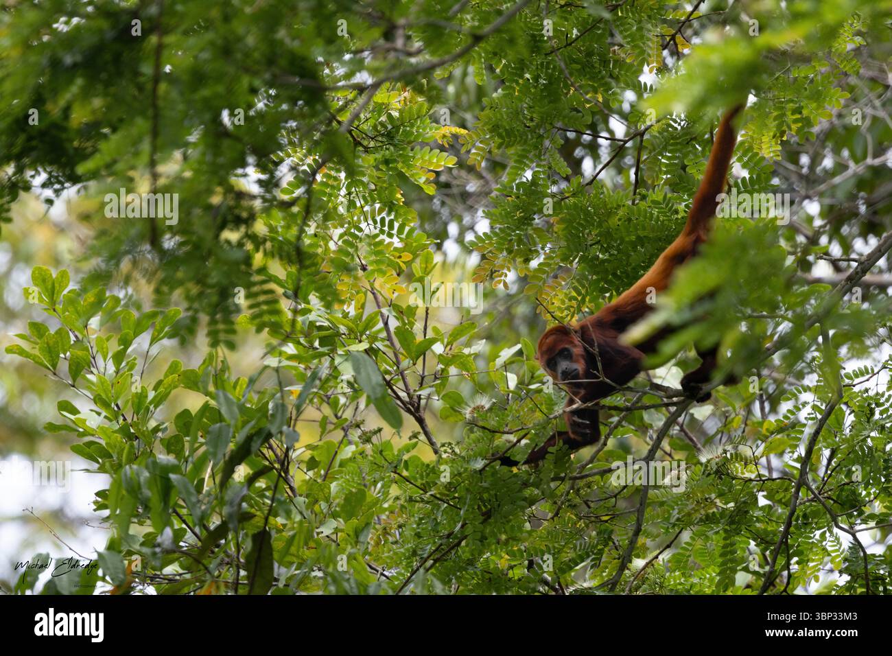 Una scimmia ulululante siede in alto nella tettoia della foresta pluviale amazzonica nell'Ecuador orientale. Noti per le loro chiamate profonde e risuonanti che risuonano nella giungla Foto Stock